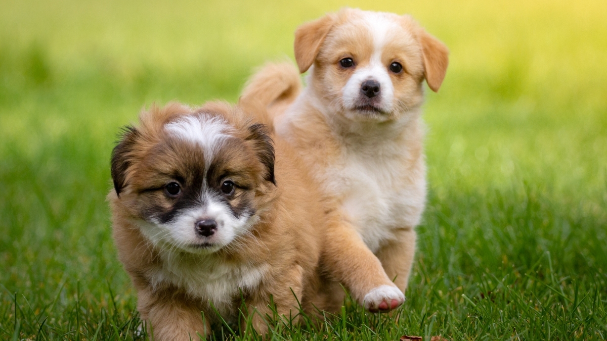 Yavru Köpekler Nasıl Sosyalleştirilir?
